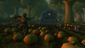 Pumpkin Patch
